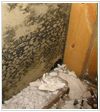 Mold And Mildew Cleanup